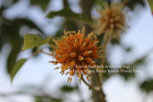 Kratom seed flower